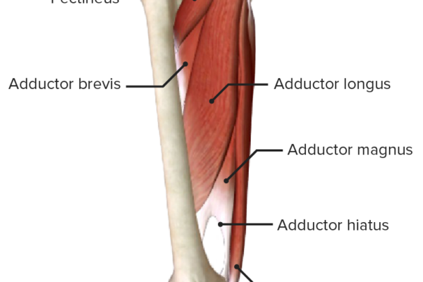 Adductor-muscles-of-the-hip-joint