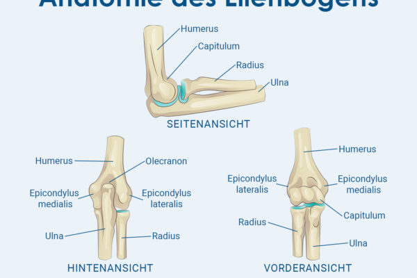 Anatomie-des-Ellenbogens-3