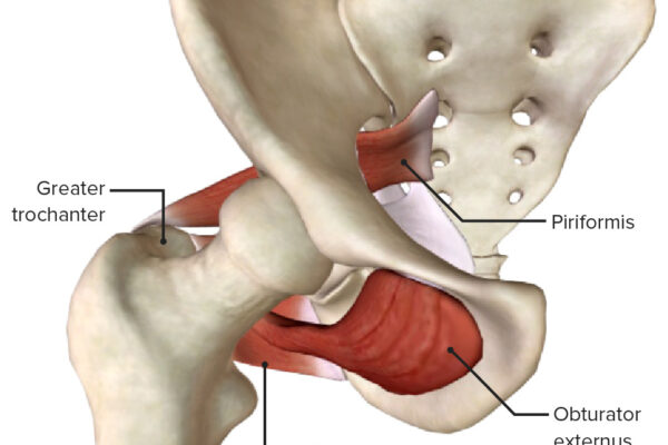 Anterior-view-The-external-rotators-of-the-hip