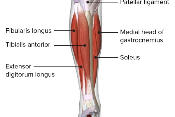Anterior-view-of-the-leg-featuring-the-muscles-of-the-anterior-compartment-and-their-relations-with-other-muscles-and-each-other
