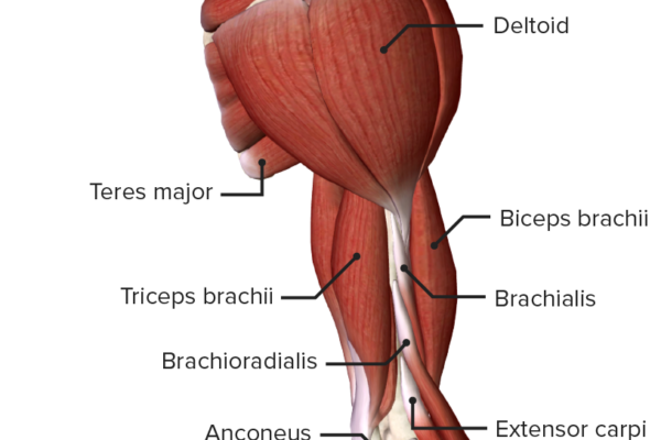 Anterior-view-of-the-right-arm