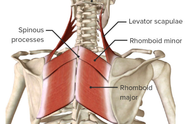 Deep-or-intrinsic-posterior-axioappendicular-muscles