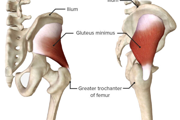 Gluteus-minimus-muscle-lateral-and-posterior-view