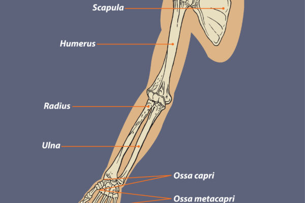 Human Arm Skeletal Anatomy Vector