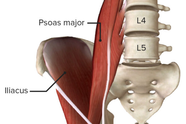 Iliopsoas-muscle