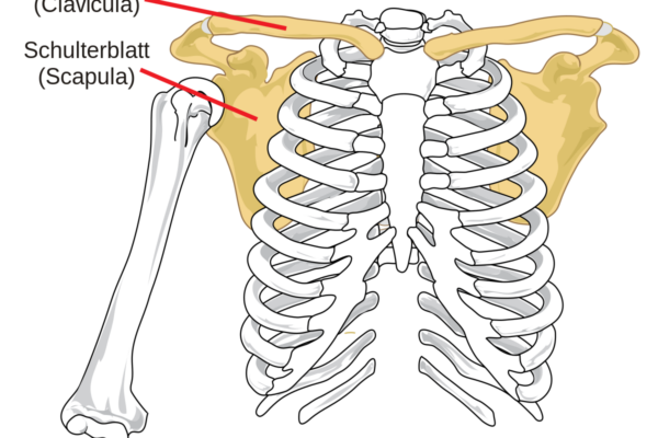 Pectoral_girdle_front_diagram_de.svg