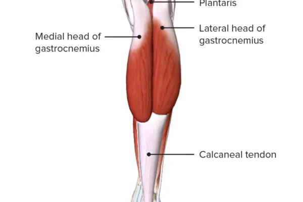 Posterior-view-of-the-leg-featuring-the-muscles-of-the-superficial-layer-of-the-posterior-compartment-and-their-relations-with-other-muscles-and-each-other
