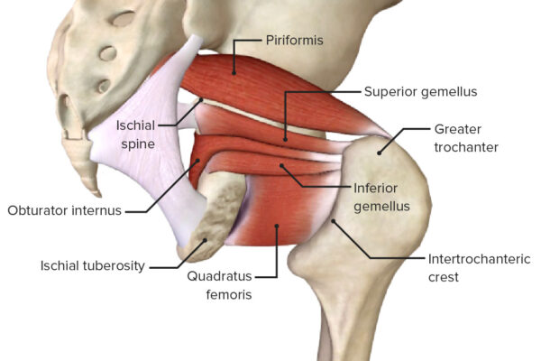Posterolateral-view-The-external-rotators-of-the-hip