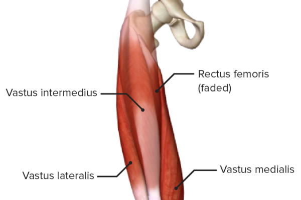 Rectus-femoris-muscle
