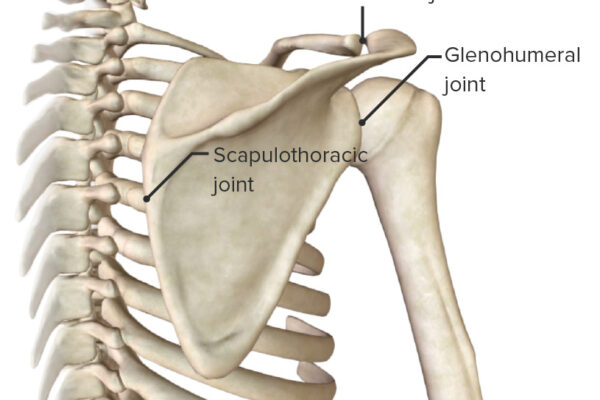 Scapulothoracic-pseudojoint