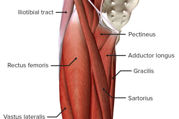 Superficial-muscles-of-the-anterior-compartment-of-the-thigh