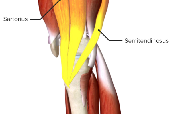 The-conjoined-tendon-of-the-gracilis