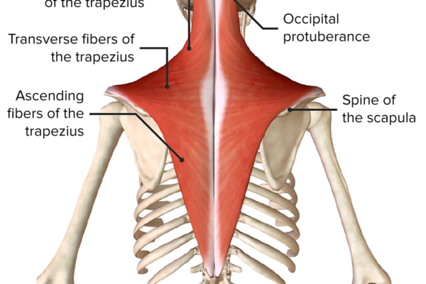 Trapezius-muscle-model