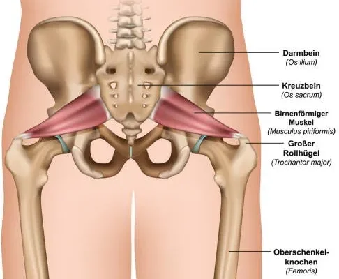 hueftmuskulatur-anatomie