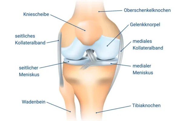 kniescheibe-beitragsbild