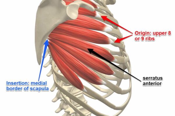 serratus-anterior-muscle