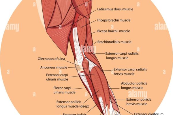 vektor-illustration-der-arm-anatomie-h99j3j